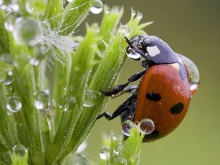 Обои трава, капли, божья коровка, grass, drops, ladybug разрешение 1920x1080 Загрузить