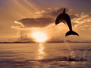 Обои природа, море, цвет, прыжок, дельфин, nature, sea, color, jump, dolphin разрешение 2560x1600 Загрузить