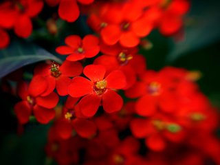 Обои цветы, макро, flowers, macro разрешение 2560x1600 Загрузить