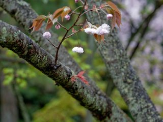 Обои дерево, цветение, ветки, весна, tree, flowering, branches, spring разрешение 2560x1600 Загрузить