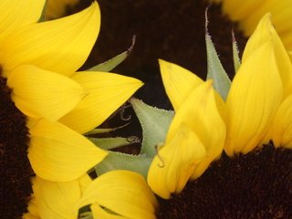 Обои цветы, макро, лето, лепестки, подсолнух, подсолнухи, желтые, flowers, macro, summer, petals, sunflower, sunflowers, yellow разрешение 2560x1600 Загрузить