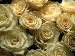 Обои цветы, розы, букет, cvety, rozy, buket, flowers, roses, bouquet разрешение 3685x2464 Загрузить