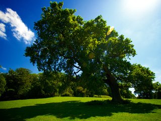 Обои небо, трава, солнце, дерево, лето, тень, красиво, the sky, grass, the sun, tree, summer, shadow, beautiful разрешение 2559x1600 Загрузить