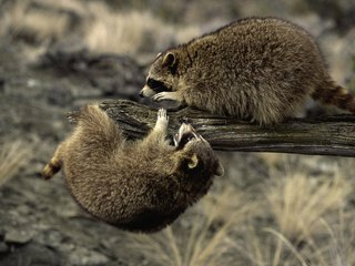 Обои природа, животные, еноты, енот, особь, nature, animals, raccoons, raccoon, individual разрешение 1920x1200 Загрузить