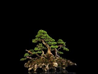 Обои дерево, отражение, фон, черный, мини, бонсай, tree, reflection, background, black, mini, bonsai разрешение 1920x1200 Загрузить