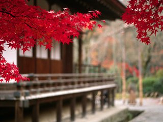 Обои дерево, листья, пейзаж, осень, япония, ветвь, tree, leaves, landscape, autumn, japan, branch разрешение 2000x1353 Загрузить