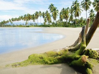 Обои море, песок, пляж, пальмы, тина, sea, sand, beach, palm trees, tina разрешение 1920x1080 Загрузить