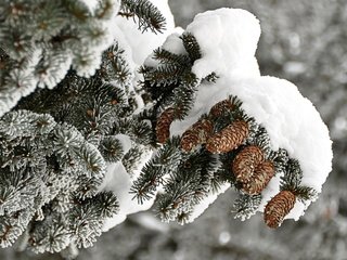 Обои ветка, снег, дерево, зима, иней, ель, шишки, branch, snow, tree, winter, frost, spruce, bumps разрешение 1920x1200 Загрузить