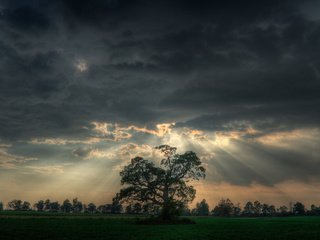 Обои небо, трава, деревья, дерево, закат, тучи, лучи солнца, the sky, grass, trees, tree, sunset, clouds, the rays of the sun разрешение 1920x1200 Загрузить