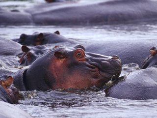 Обои животные, дикая природа, бегемот, в воде, бегемоты, гиппопотам, animals, wildlife, hippo, in the water, hippos разрешение 1920x1200 Загрузить