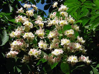 Обои цветы, цветение, листья, ветки, каштан, зеленый листья, flowers, flowering, leaves, branches, chestnut разрешение 1920x1200 Загрузить