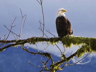 Обои ветка, птица, клюв, мох, перья, белоголовый орлан, branch, bird, beak, moss, feathers, bald eagle разрешение 1920x1200 Загрузить