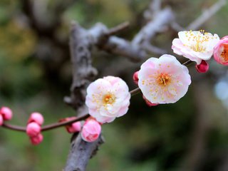 Обои умэ, символ наступающей весны японии, ume, the symbol of the coming spring japan разрешение 1920x1080 Загрузить