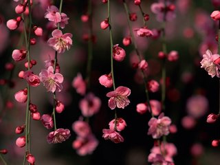 Обои цветы, цветение, бутоны, ветки, весна, сакура, flowers, flowering, buds, branches, spring, sakura разрешение 2560x1600 Загрузить