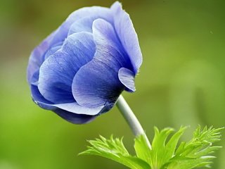 Обои синий, цветок, зеленый фон, анемона, ветреница, blue, flower, green background, anemone разрешение 1920x1200 Загрузить