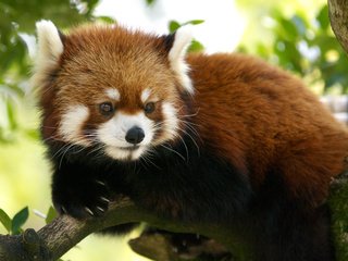 Обои мордочка, взгляд, панда, красная панда, малая панда, muzzle, look, panda, red panda разрешение 1920x1200 Загрузить