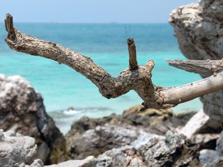 Обои природа, камни, берег, море, побережье, палка, сук, nature, stones, shore, sea, coast, stick, bitches разрешение 1920x1080 Загрузить