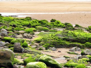 Обои природа, мох, камни, берег, море, песок, пляж, побережье, океан, nature, moss, stones, shore, sea, sand, beach, coast, the ocean разрешение 2560x1920 Загрузить