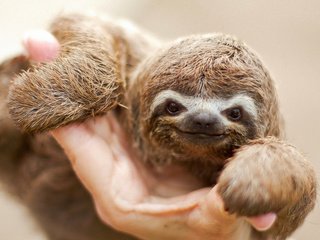 Обои мордочка, взгляд, животное, ленивец, muzzle, look, animal, sloth разрешение 1920x1200 Загрузить