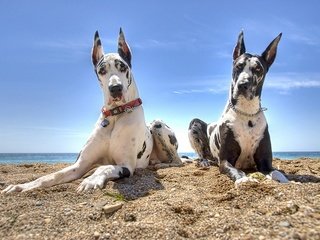 Обои песок, пляж, собаки, немецкий дог, дог, sand, beach, dogs, great dane, dog разрешение 1920x1200 Загрузить
