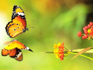 Обои цветы, цвета, бабочки, яркие, flowers, color, butterfly, bright разрешение 2560x1800 Загрузить