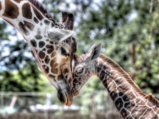 Обои нежность, мама, малыш, жираф, детеныш, tenderness, mom, baby, giraffe, cub разрешение 1920x1200 Загрузить