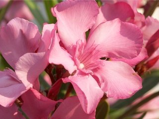 Обои цветы, лепестки, розовые, олеандр, flowers, petals, pink разрешение 2048x1280 Загрузить