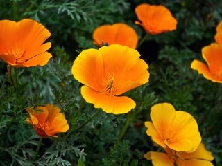 Обои цветы, эшшольция, калифорнийский мак, flowers, escholzia, california poppy разрешение 2048x1280 Загрузить