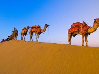 Обои пустыня, караван, верблюды, desert, caravan, camels разрешение 1920x1080 Загрузить