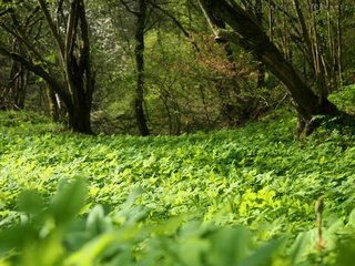 Обои трава, деревья, зелень, лес, лето, поляна, grass, trees, greens, forest, summer, glade разрешение 2048x1280 Загрузить