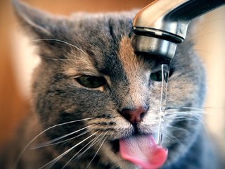 Обои вода, кот, мордочка, кошка, кран, water, cat, muzzle, crane разрешение 1920x1080 Загрузить