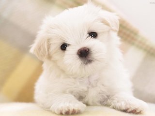 Обои белый, собака, щенок, малыш, мальтийская болонка, white, dog, puppy, baby, maltese разрешение 1920x1200 Загрузить