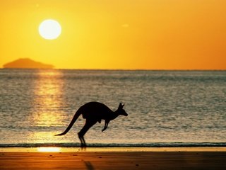 Обои солнце, закат, море, пляж, океан, австралия, кенгуру, the sun, sunset, sea, beach, the ocean, australia, kangaroo разрешение 1920x1440 Загрузить