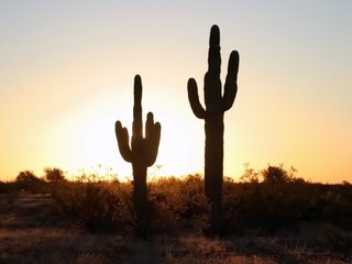 Обои природа, закат, горизонт, пустыня, кактус, кактусы, nature, sunset, horizon, desert, cactus, cacti разрешение 1920x1080 Загрузить