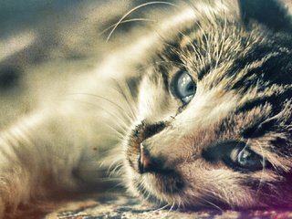 Обои кот, мордочка, усы, кошка, взгляд, cat, muzzle, mustache, look разрешение 1920x1080 Загрузить