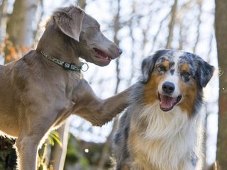 Обои пара, лабрадор, собаки, австралийская овчарка, pair, labrador, dogs, australian shepherd разрешение 1920x1200 Загрузить