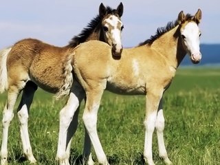 Обои трава, лошади, кони, жеребенок, жеребята, grass, horse, horses, foal, foals разрешение 1920x1200 Загрузить