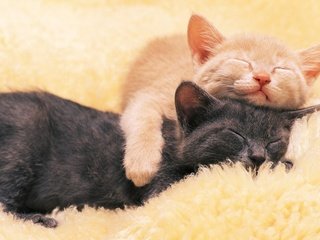 Обои черный, коты, кошки, спят, котята, рыжий, black, cats, sleep, kittens, red разрешение 1920x1200 Загрузить