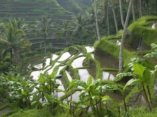 Обои пейзаж, пальмы, индонезия, бали, рисовые террасы, landscape, palm trees, indonesia, bali, rice terraces разрешение 1920x1080 Загрузить