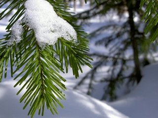 Обои ветка, снег, хвоя, зима, макро, иголки, branch, snow, needles, winter, macro разрешение 1920x1080 Загрузить