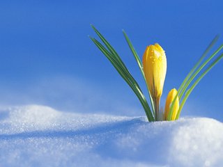 Обои снег, весна, первый крокус, радостно, snow, spring, the first crocus, happily разрешение 1920x1080 Загрузить