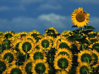 Обои небо, цветы, поле, подсолнухи, the sky, flowers, field, sunflowers разрешение 1920x1080 Загрузить