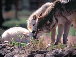Обои волки, стая, волк, wolves, pack, wolf разрешение 1920x1200 Загрузить