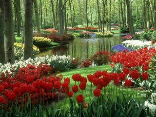 Обои водоем, тюльпаны, нидерланды, keukenhof gardens, сад кейкенхоф, pond, tulips, netherlands, garden keukenhof разрешение 1920x1080 Загрузить