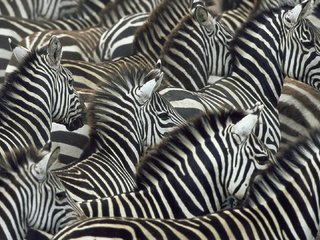 Обои зебры, zebra разрешение 1920x1080 Загрузить