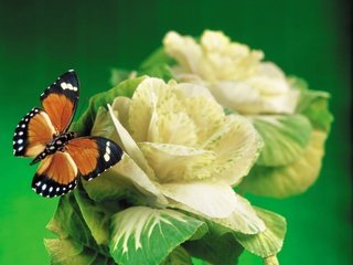 Обои насекомое, бабочка, крылья, капуста, insect, butterfly, wings, cabbage разрешение 1920x1440 Загрузить