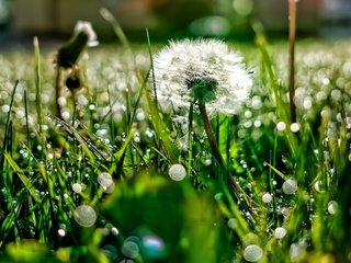 Обои свет, трава, роса, блики, поляна, одуванчик, light, grass, rosa, glare, glade, dandelion разрешение 1920x1080 Загрузить