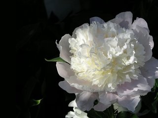 Обои белый, пион, white, peony разрешение 1920x1200 Загрузить