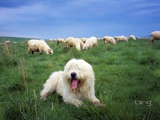 Обои трава, собака, овцы, grass, dog, sheep разрешение 1920x1200 Загрузить