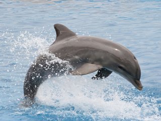 Обои вода, брызги, прыжок, дельфин, water, squirt, jump, dolphin разрешение 1920x1200 Загрузить